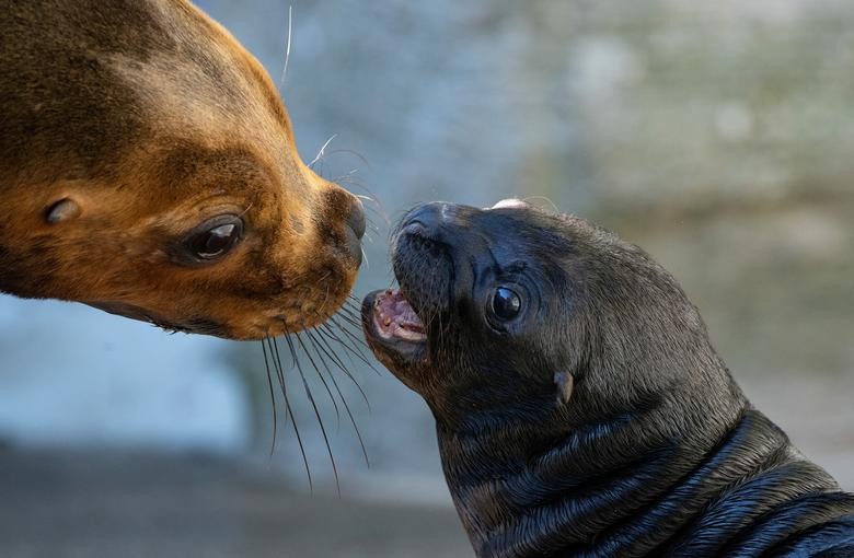 A male 12-day-old sea lion cub is seen with its mother Peaches in their enclosure at Schoenbrunner Tiergarten zoo in Vienna, Austria. REUTERS/Lisi Niesner
